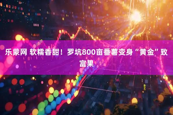 乐蒙网 软糯香甜！罗坑800亩番薯变身“黄金”致富果